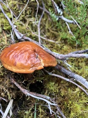 Suillus grevillei