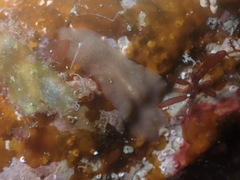 Leptoplana tremellaris