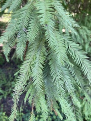 Taxodium distichum