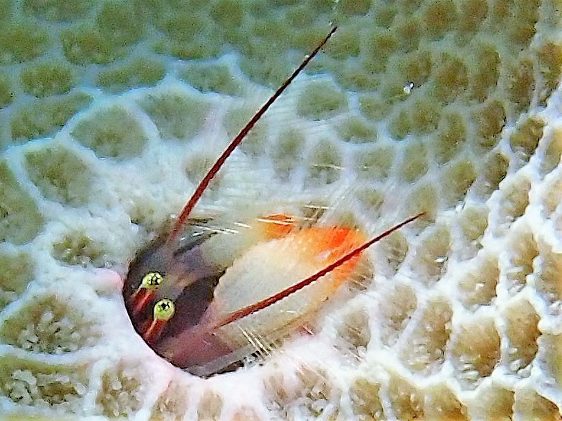 Coral Hermit Crab