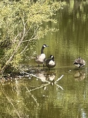 Branta canadensis