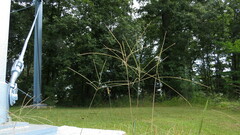 Digitaria ciliaris