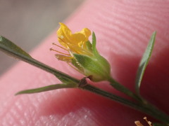 Linum neomexicanum