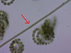 Planktothrix