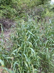 Setaria
