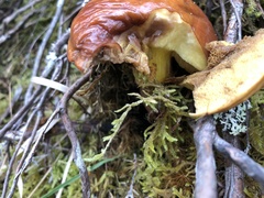 Suillus grevillei