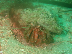 Pagurus bernhardus