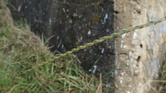 Digitaria ciliaris