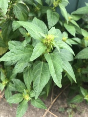 Acalypha