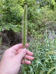 Setaria