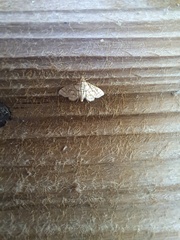 Pseudopyrausta santatalis