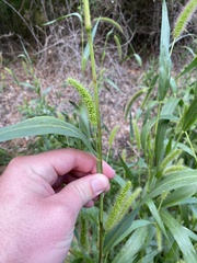 Setaria