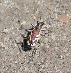 Cicindela lengi