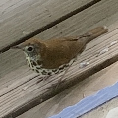 Hylocichla mustelina