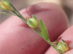 Linum neomexicanum