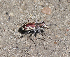 Cicindela lengi
