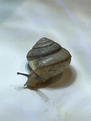 Helicoidea