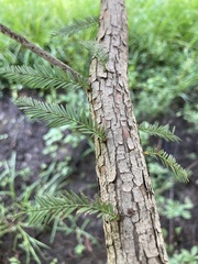 Taxodium distichum