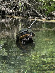 Pseudemys concinna suwanniensis