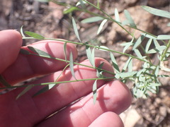 Linum neomexicanum