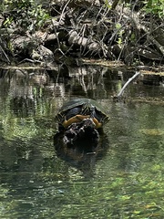 Pseudemys concinna suwanniensis