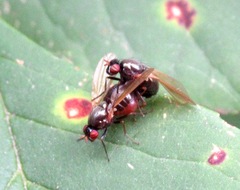 Calliopum simillimum