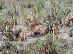 Amazonetta brasiliensis