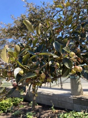 Crataegus crus-galli