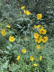 Bidens polylepis