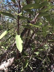 Baccharis salicifolia