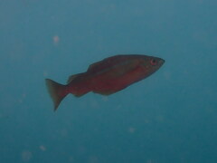 Pollachius pollachius