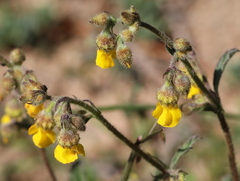 Hermannia multiflora