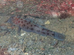 Thorogobius ephippiatus