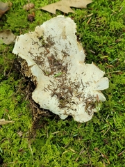 Russula brevipes
