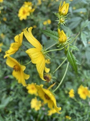 Bidens polylepis