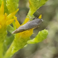 Homoeosoma electella