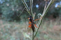 Pimpla rufipes
