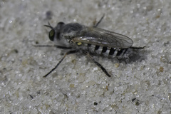 Laphystia
