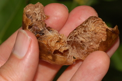 Amphibolips