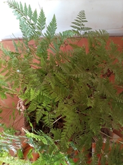 Davallia fejeensis