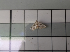 Parapoynx badiusalis