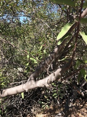 Baccharis salicifolia
