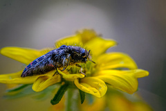 Acmaeodera rubronotata