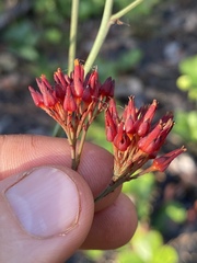 Haemodorum coccineum