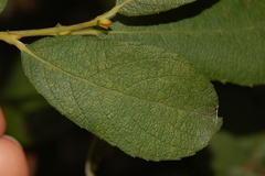 Salix bebbiana