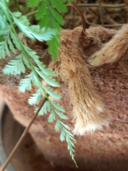 Davallia fejeensis