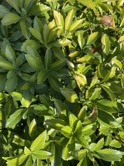 Pachysandra terminalis