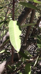 Baccharis salicifolia