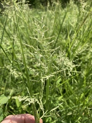 Diplachne fusca