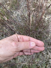 Schizachyrium scoparium